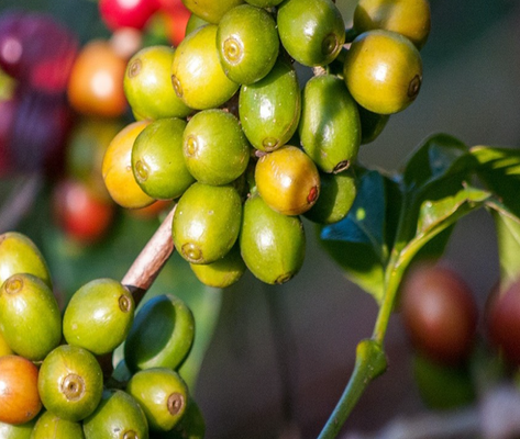 Interstate Farm Co. Ltd (Mpola Halisi Coffee) - supplier and manufacturer from 탄자니아