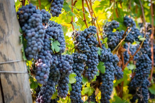 AZIENDA VITIVINICOLA ENRICO CROLA - Verified Premium supplier and manufacturer from 이탈리아