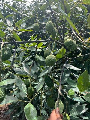 Farm Moja Limited - Verified Premium supplier and manufacturer from Kenya