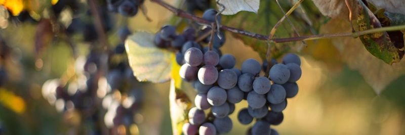 National Grape Co-Operative Association, Inc. - supplier and manufacturer from United States