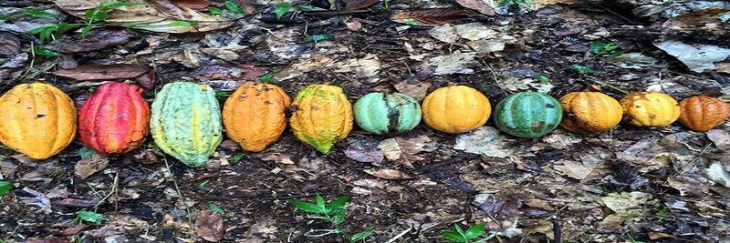 Zorzal Cacao - supplier and manufacturer from Dominican Republic