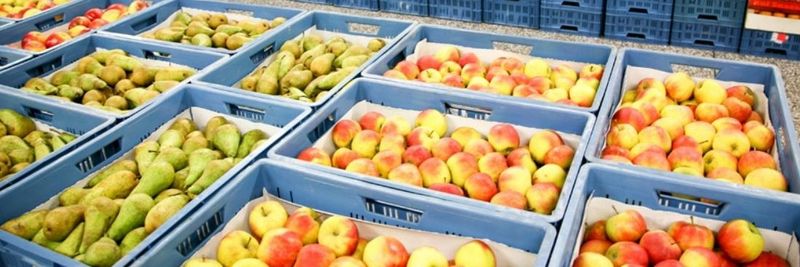 Smink Groenten En Fruit B.v. - supplier and manufacturer from 네덜란드