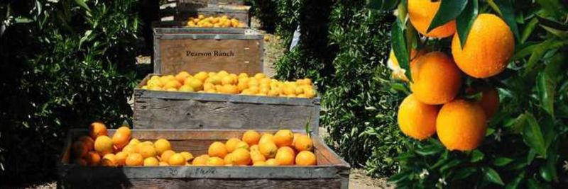 Pearson Ranch LLC - supplier and manufacturer from 미국