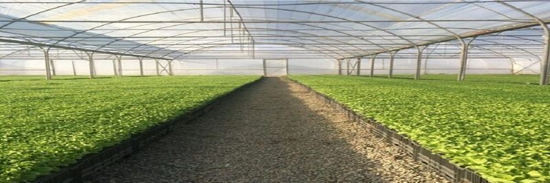 Green Asia Corporation - supplier and manufacturer from 이란