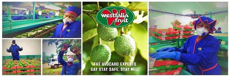 Westfalia Fruit - CO - supplier and manufacturer from 콜롬비아