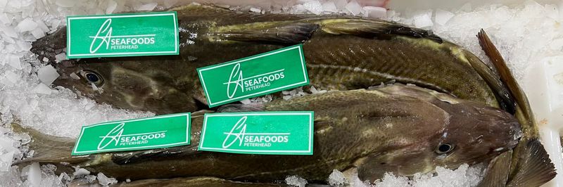 GT Seafoods Ltd - supplier and manufacturer from United Kingdom