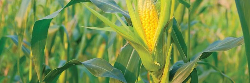 Husks Unlimited Inc. - supplier and manufacturer from 미국