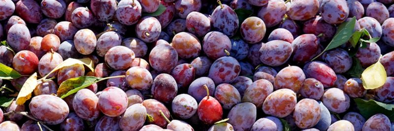 Sunsweet Growers Inc. - supplier and manufacturer from 미국