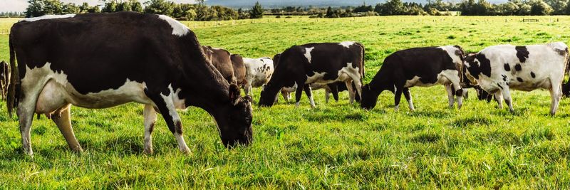 Fonterra (Europe) Cooperative - supplier and manufacturer from 네덜란드