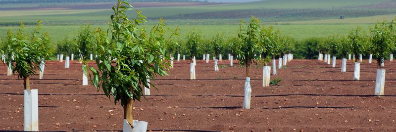Borge Agricultural & Industrial Nuts SA - supplier and manufacturer from 스페인