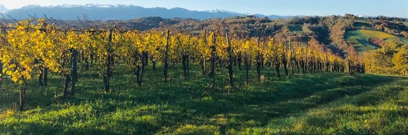 CLOS LAPEYRE - supplier and manufacturer from 프랑스