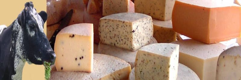 Cheese Specialties  Karin Weng - supplier and manufacturer from 독일