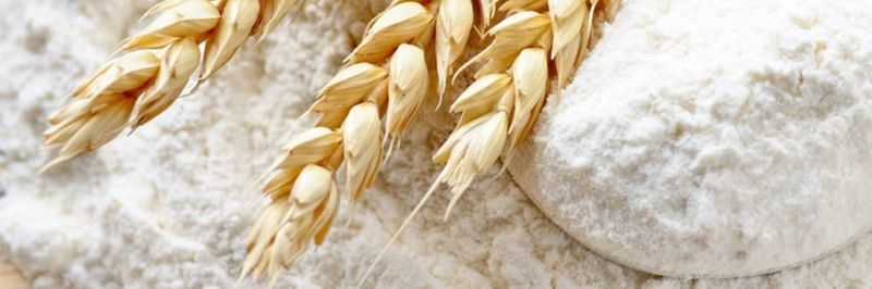 LLC Golden Seed - supplier and manufacturer from 러시아