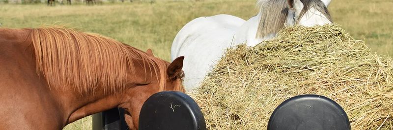 Horse Farm Pond - supplier and manufacturer from 독일