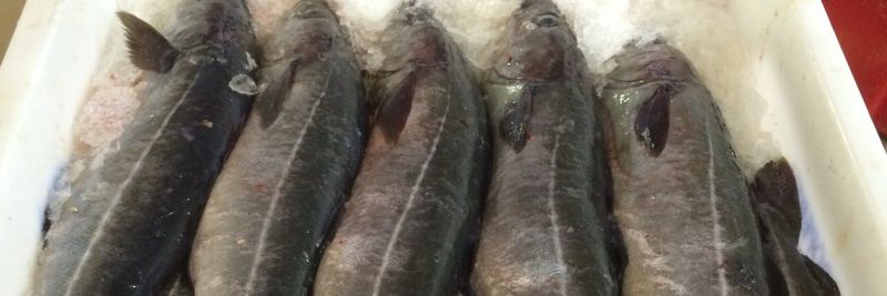 Couper Seafoods Ltd - supplier and manufacturer from 영국
