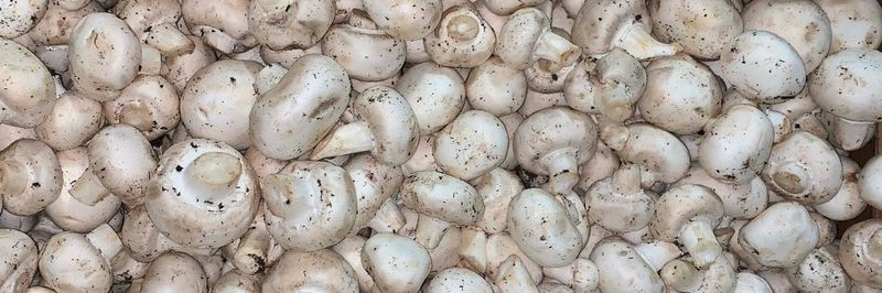 Lonestar Fruit & Vegetables Inc - supplier and manufacturer from 미국