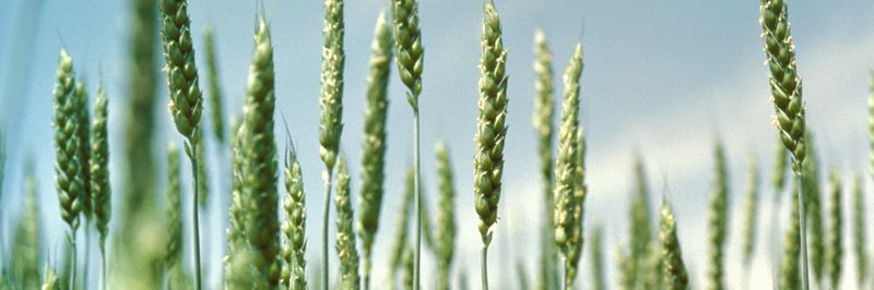 Hanock Seed Company - supplier and manufacturer from 미국