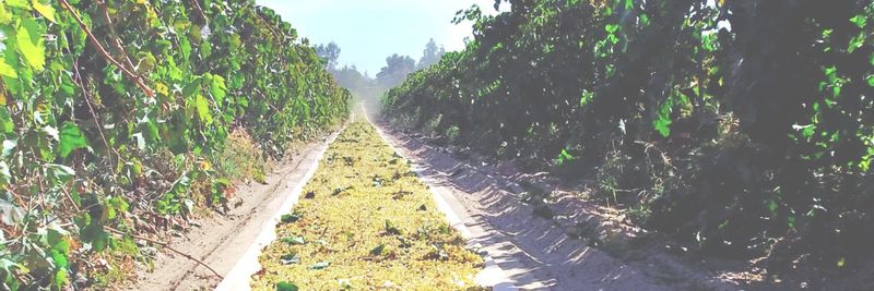 Sun Valley Raisins Inc. - supplier and manufacturer from 미국