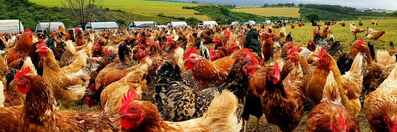Red Barn Farm - supplier and manufacturer from 남아프리카공화국