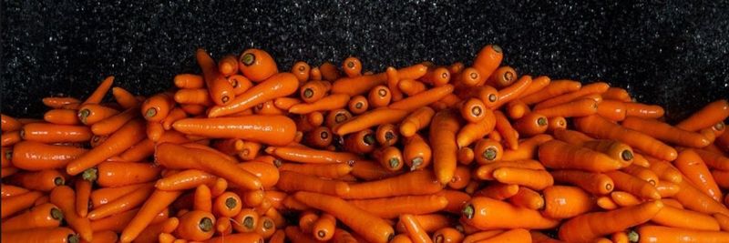 Medrano Carrot - supplier and manufacturer from 스페인