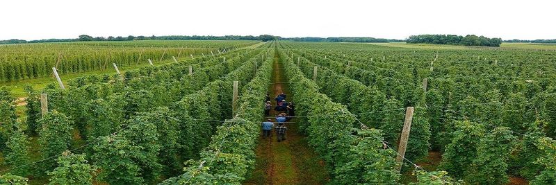 HOP HEAD FARMS, LLC - supplier and manufacturer from 미국