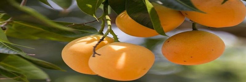 Vinagrin Import Export Company Limited - supplier and manufacturer from 베트남
