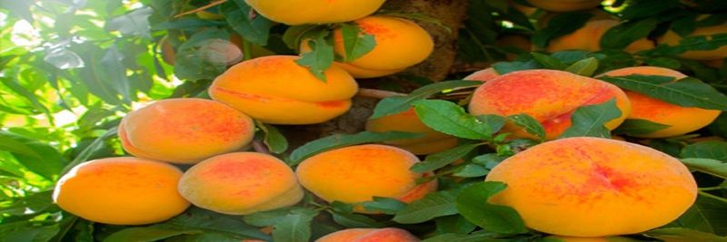 Frutas Train - supplier and manufacturer from 스페인