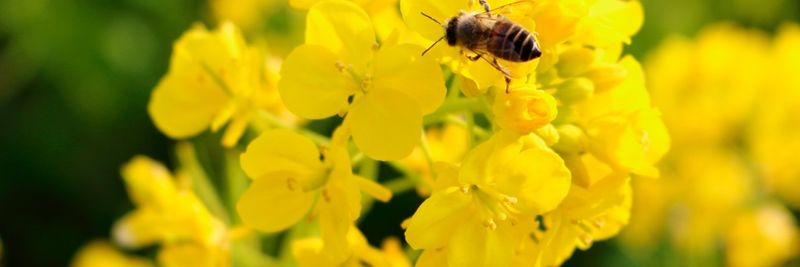 LLC Volgograd Mustard Plant Rodos - supplier and manufacturer from 러시아