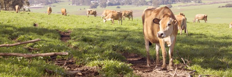 Spring Hill Jersey Cheese Inc. Dba Petaluma Creamery - supplier and manufacturer from 미국