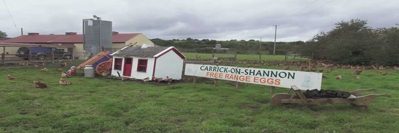 Michael Gannon & Sons Ltd - Gannon's Eggs & Poultry - supplier and manufacturer from Ireland