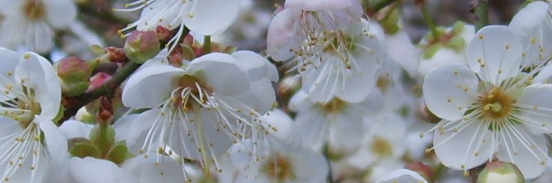 FIRST CLASS OF FRUIT TREE PRODUCTION & MARKETING HAIN YI HSIANG,NAN-TOU COUNTY - supplier and manufacturer from 대만