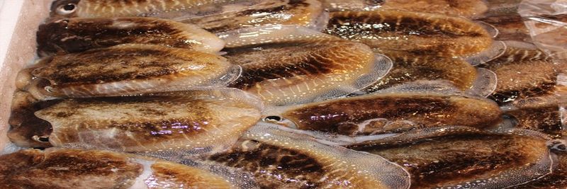 Mofarpeixe, Lda. - supplier and manufacturer from Portugal