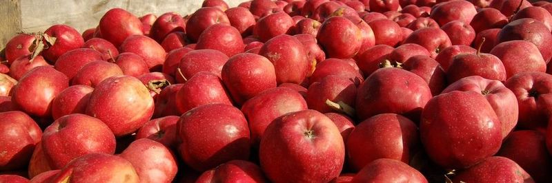 Barsotti Family Juice Company - supplier and manufacturer from United States