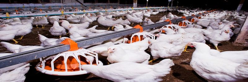 Aquaculture Business Group - supplier and manufacturer from 말레이시아