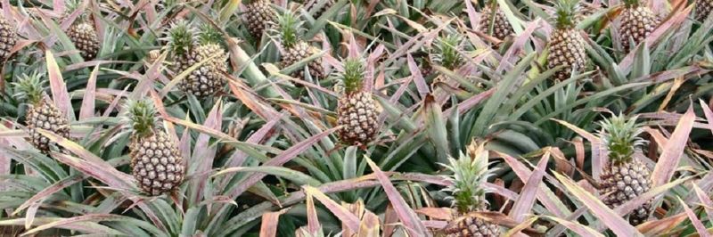 Lannafruits - Verified supplier and manufacturer from Thailand
