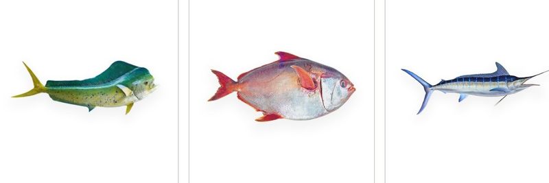 CHUN SUCCESS INTERNATIONAL CO., LTD - supplier and manufacturer from 대만