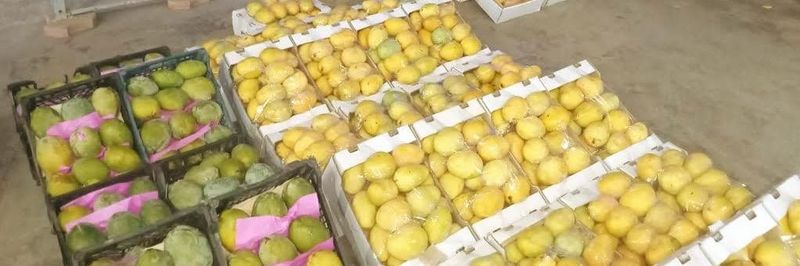 Alhashmey - supplier and manufacturer from Egypt