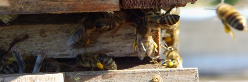 Bioland Beekeeping Flower Dew - supplier and manufacturer from Germany