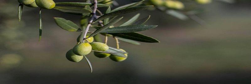 Cockatoo Grove - supplier and manufacturer from 호주