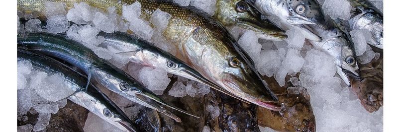 Kutter- and  coastal fish Rügen GmbH - supplier and manufacturer from 독일