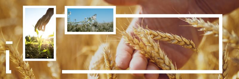 SYNGENTA PARAGUAY S.A. - supplier and manufacturer from 파라과이