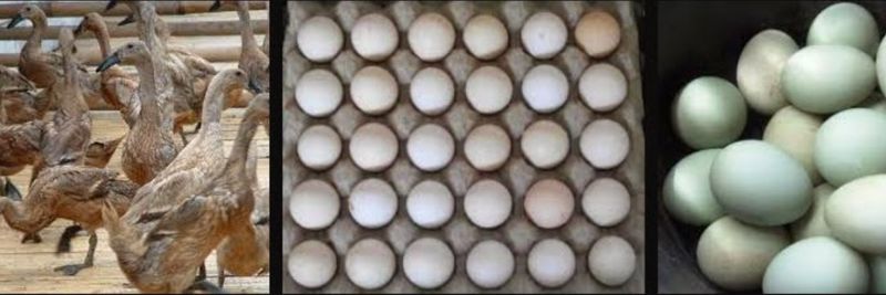 Pembekal Telur Itik Terengganu - supplier and manufacturer from 말레이시아