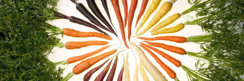 Dendauw - Stragier - supplier and manufacturer from 벨기에