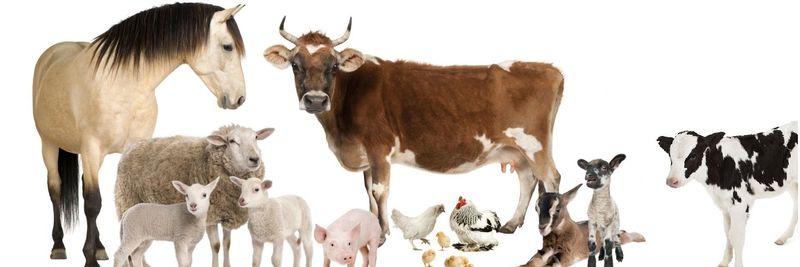 Prodigy Foods - supplier and manufacturer from 인도