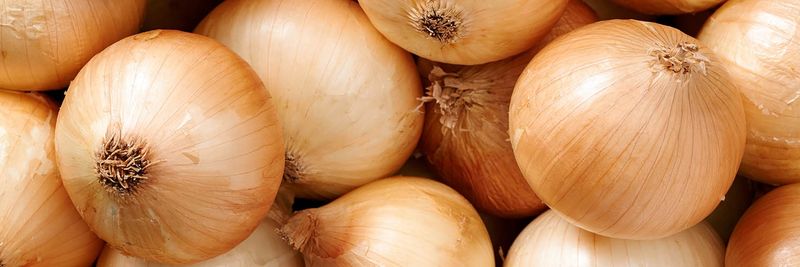 Mulder Onions - supplier and manufacturer from 네덜란드