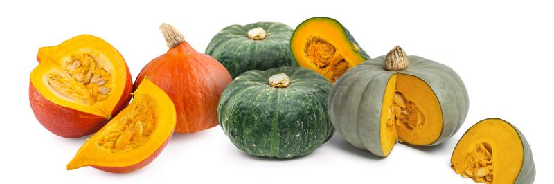 De Terp Squashpackers BV - supplier and manufacturer from 네덜란드