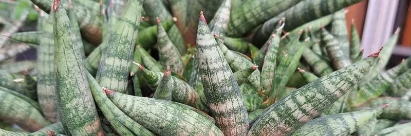 tropic plant shop - Verified supplier and manufacturer from 인도네시아