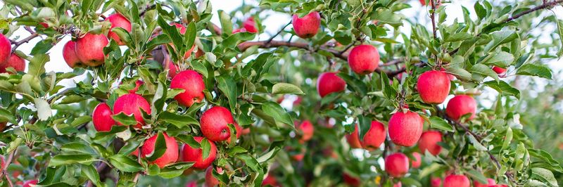 Martin’s Family Fruit Farm - supplier and manufacturer from 캐나다