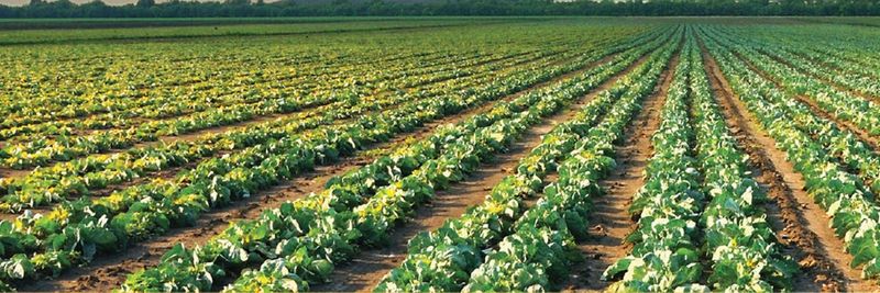 Copa Farms Mexico - supplier and manufacturer from 멕시코