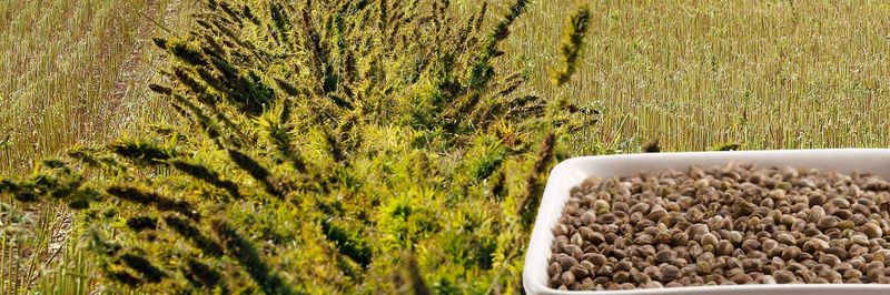 Hemp Production Services (HPS) - supplier and manufacturer from 캐나다